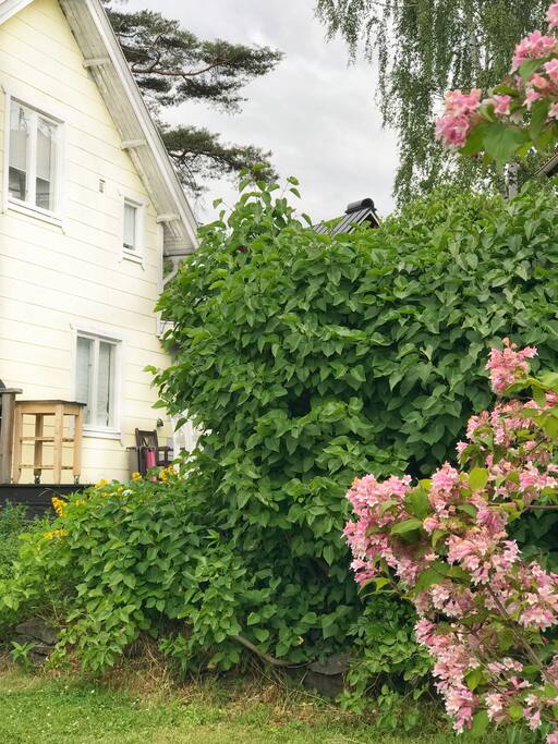 View from the garden