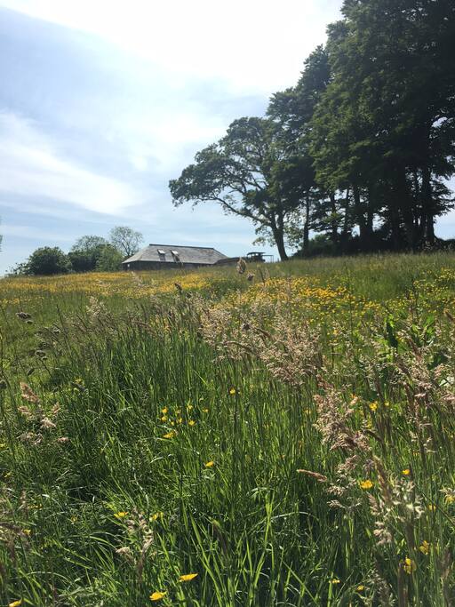 The view from the bottom of the meadow