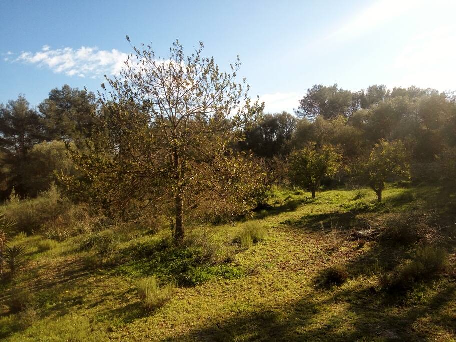 El jardín delantero