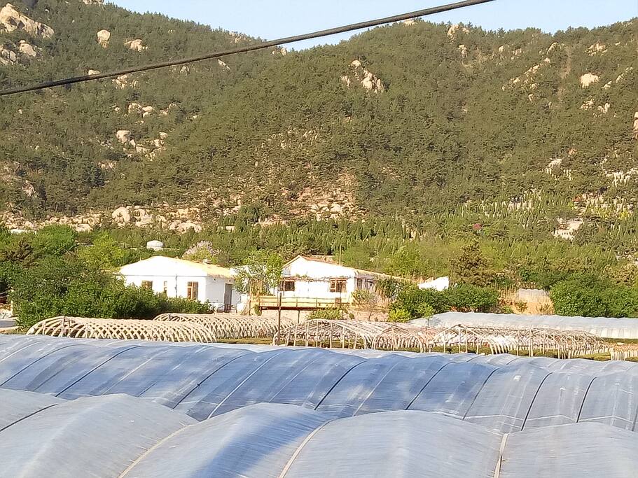 Tea Garden