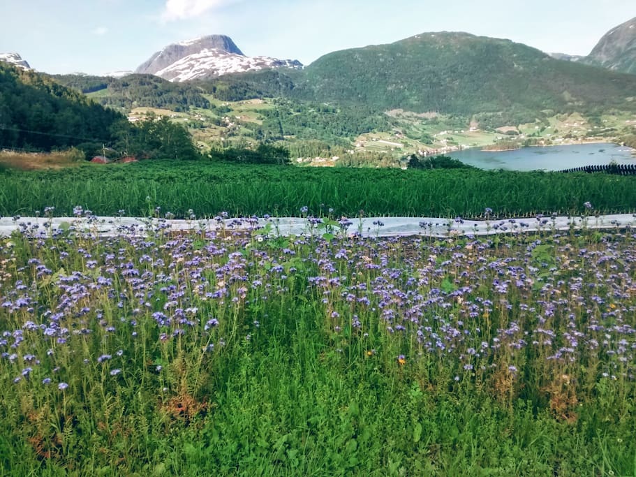 Stunning view from the farm - and organic vegetables straight from our garden!