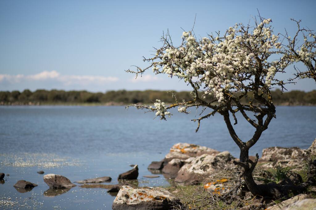 I paulis della Giara di Gesturi