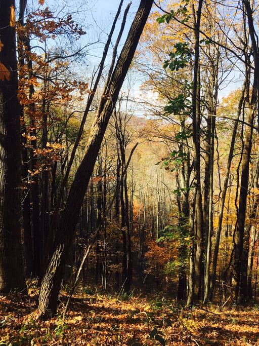 Autumn in nearby Dupont State Forest