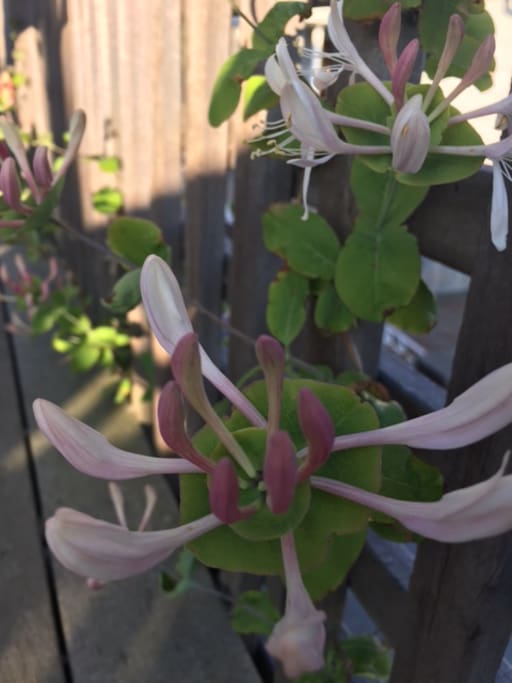 Honeysuckle from Bohuslän