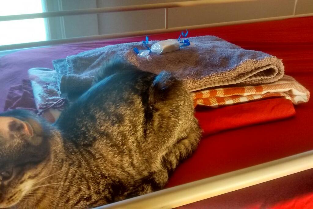 Nala (our short hair female cat) may sneak a visit for a pet or 1,000.