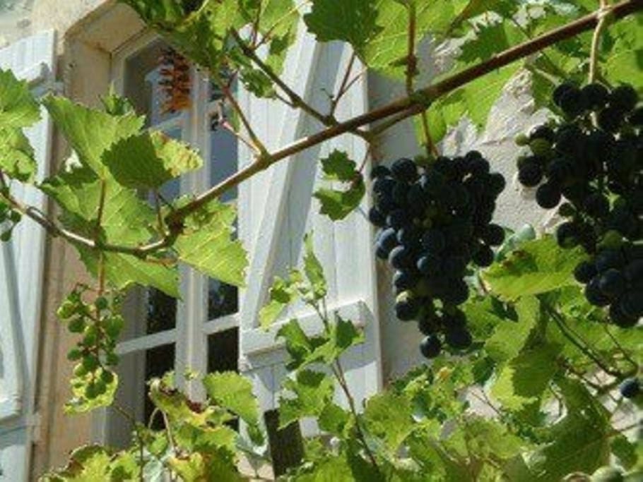 Vines growing outside