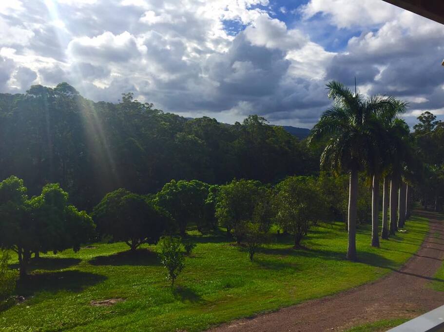 Our mixed orchard of mangoes, macadamia, lychee, oranges, mandarin, peach, plum, lemon, limes, all organic.