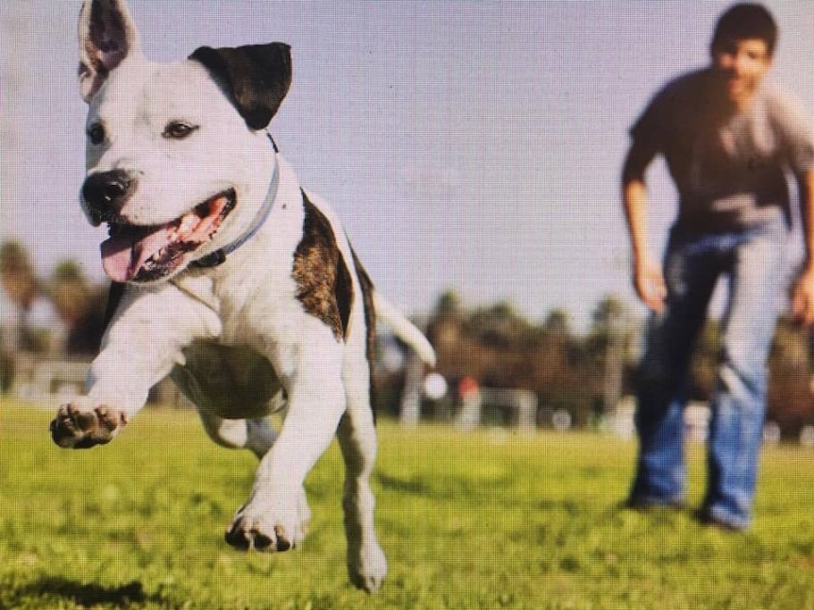 Dogs love to play here! There is a veterinarian nearby and Food Lion grocery store with lots of doggie treats!