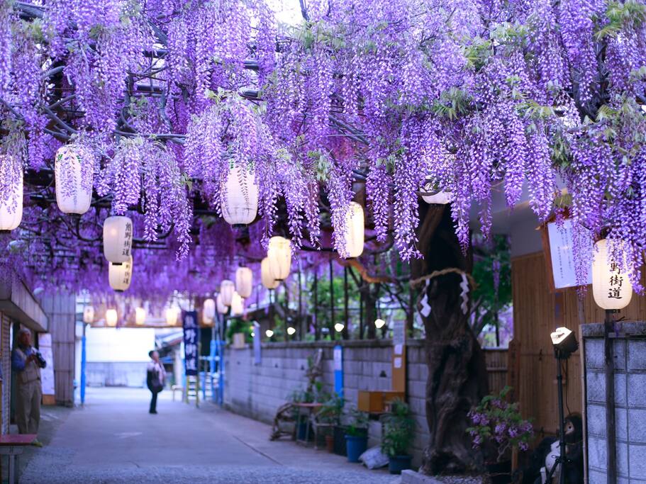 紫藤花祭 大阪关西机场附近也有这样震撼的紫藤花海 大阪旅游攻略 尽在airbnb爱彼迎