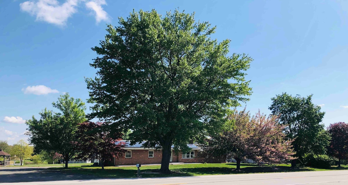A single-story brick home is framed by a large tree and smaller flowering trees. The expansive blue sky provides ample sunlight, while green grass complements the landscape. The image captures the peaceful exterior setting of the property.