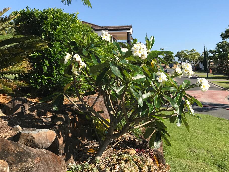 Fangipani