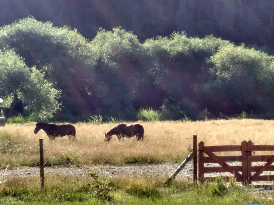 Horses near the house