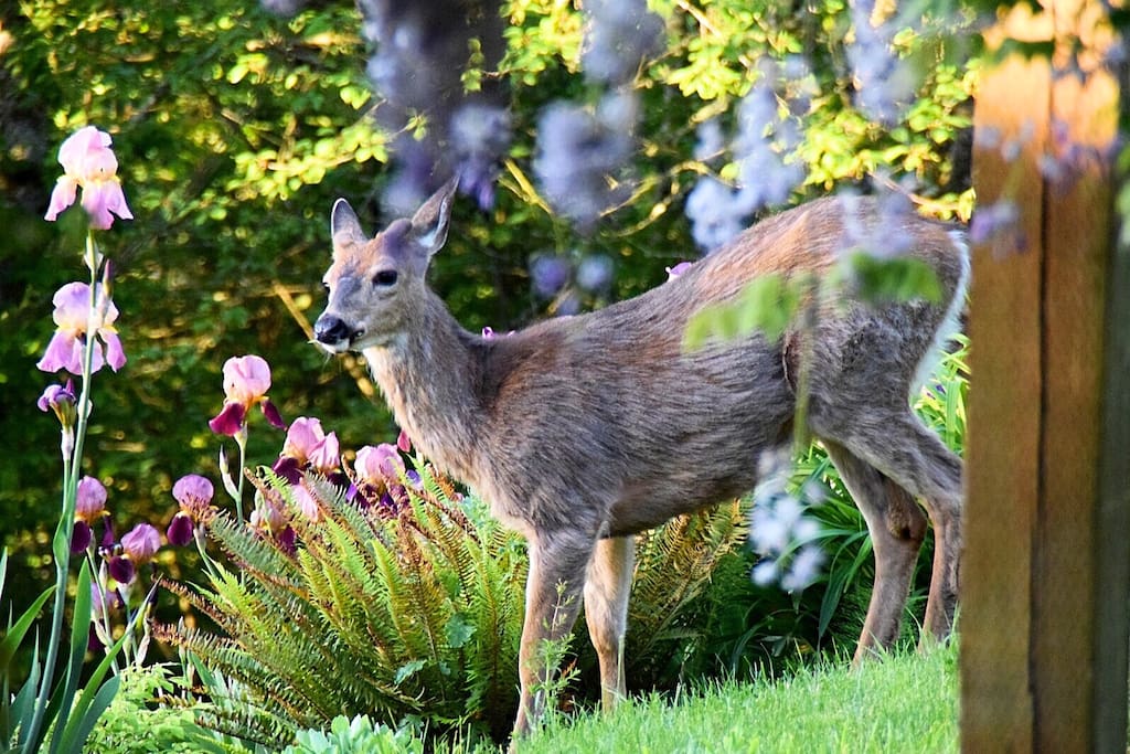 Young black tail deer on the lawn. Photo by our guest, Barbara