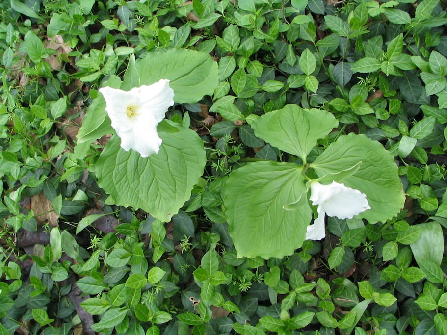 May brings Wood Lilies - Trillium Grandiflorum