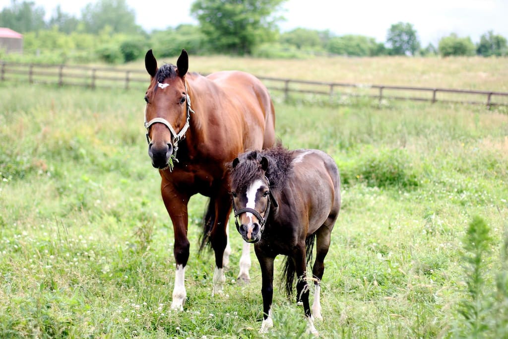 Our two horses, TJ and Justin
