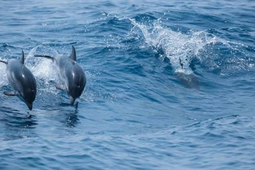 Whale-watching in the Ligurian sea ("Santuario dei cetacei")