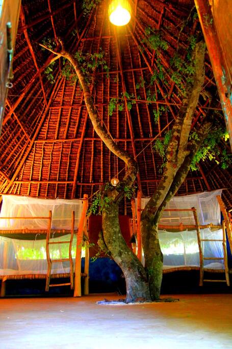 The Dorm-A- Tree! This Dorm can sleep 8 people and has a live tree growing right through the middle of it!