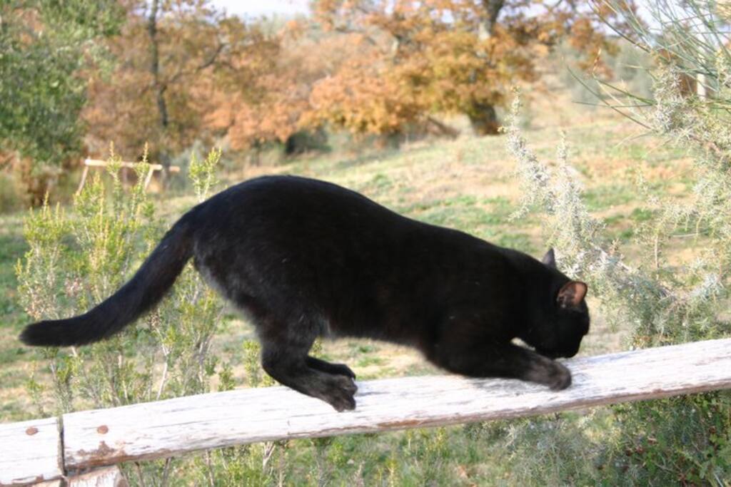 uno dei nostri animaletti