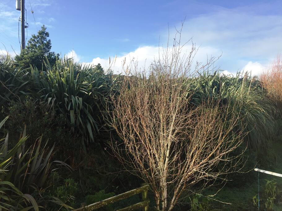 View into garden from entrance door.