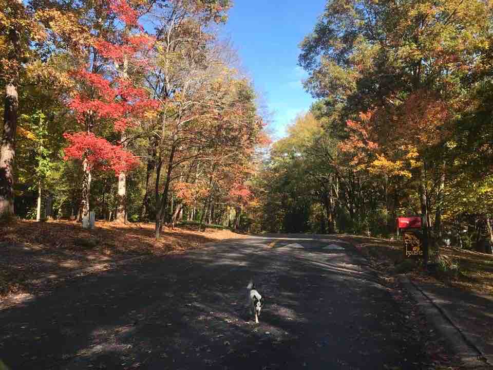 A tranquil street view is depicted, lined with trees showcasing vibrant autumn foliage. The ground is covered with fallen leaves, creating a warm atmosphere. A dog is seen walking down the tree-lined road, suggesting a peaceful neighborhood setting.