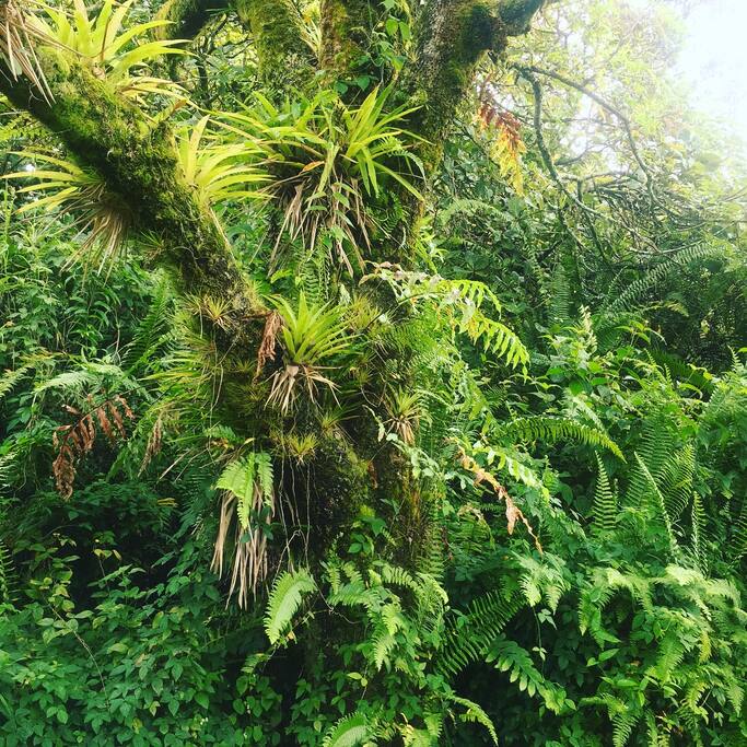 orchid and ferns growing on everything