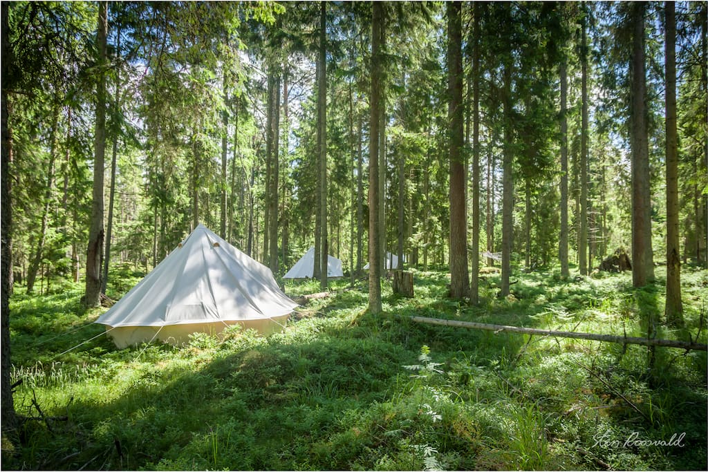 Tents are among old growth forest