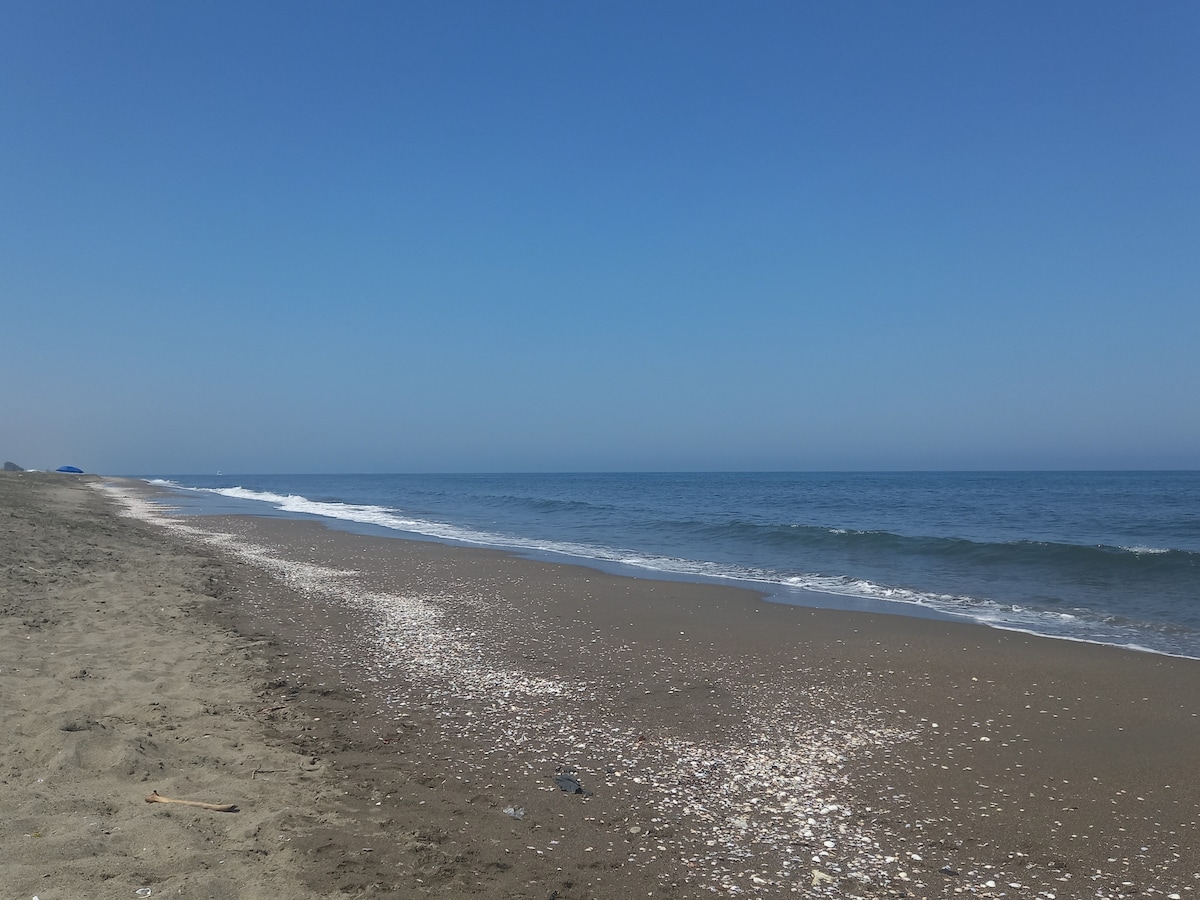 A serene beach scene is depicted, featuring a gently sloping sandy shore leading to calm blue waters. The horizon meets a clear, cloudless sky, with delicate waves lapping at the beach. Shells are scattered along the shoreline, adding texture to the landscape.