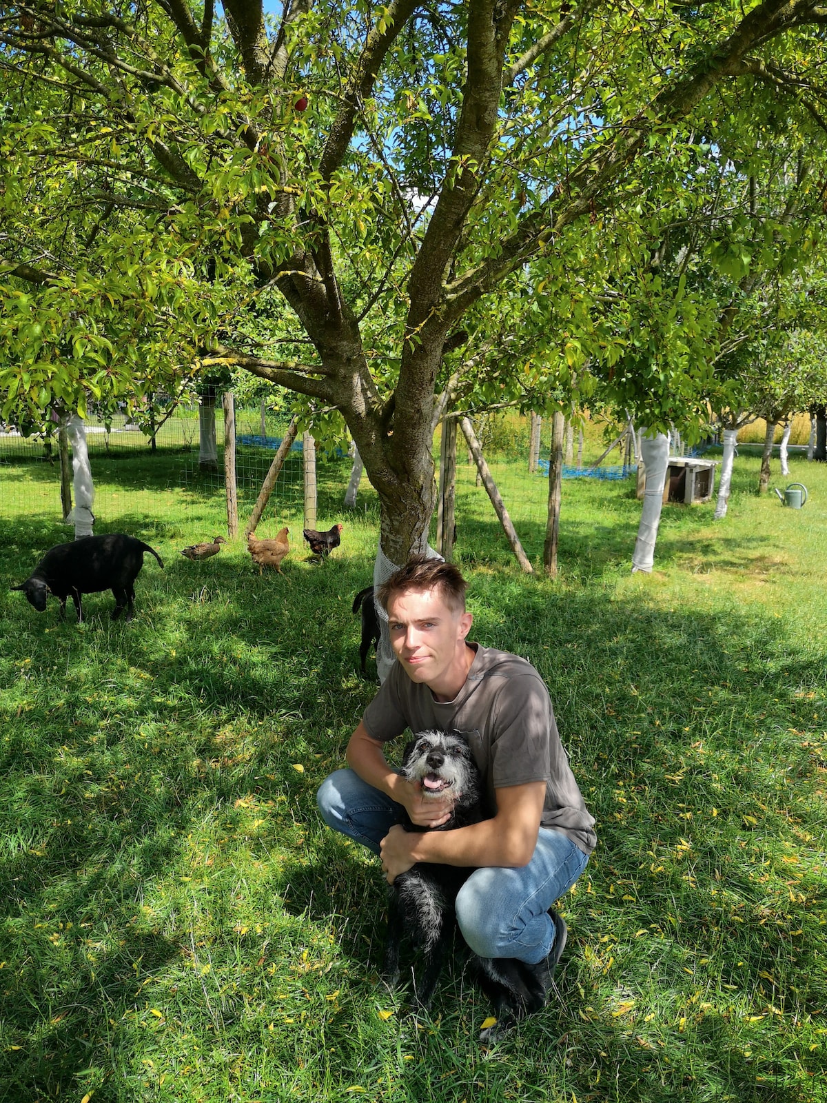 A person is crouched down in a grassy area under a leafy tree, holding a small dog. Several other dogs are visible in the background, roaming freely in the open space. Sunlight filters through the branches, creating dappled patterns on the ground.