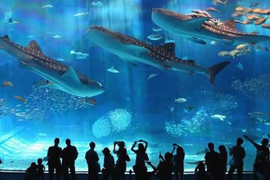 美ら海水族館 宿から10分