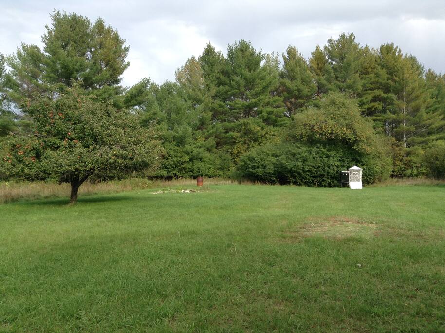 Apple trees allow the wildlife to come and eat for free!
