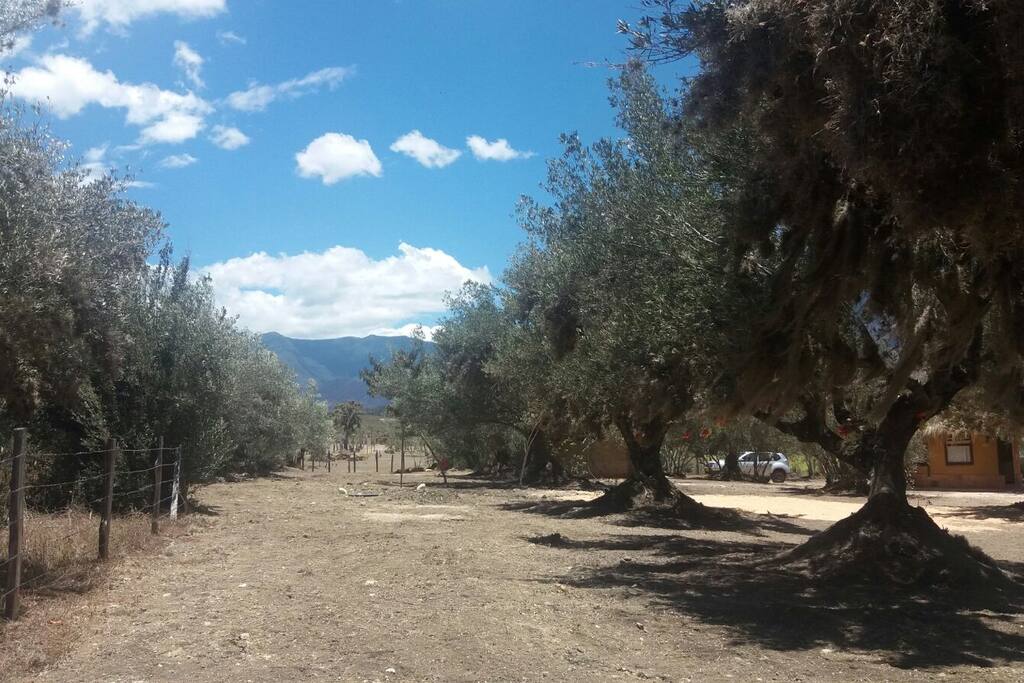 Parque de árboles de olivo