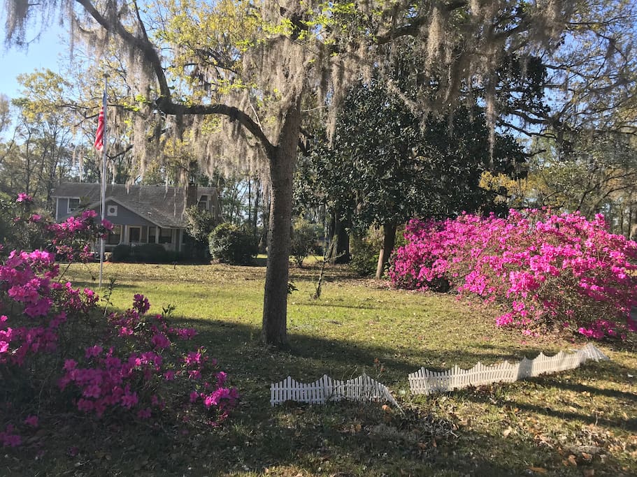 Yard is bordered by Azaleas and for weeks each spring they are spectacular.