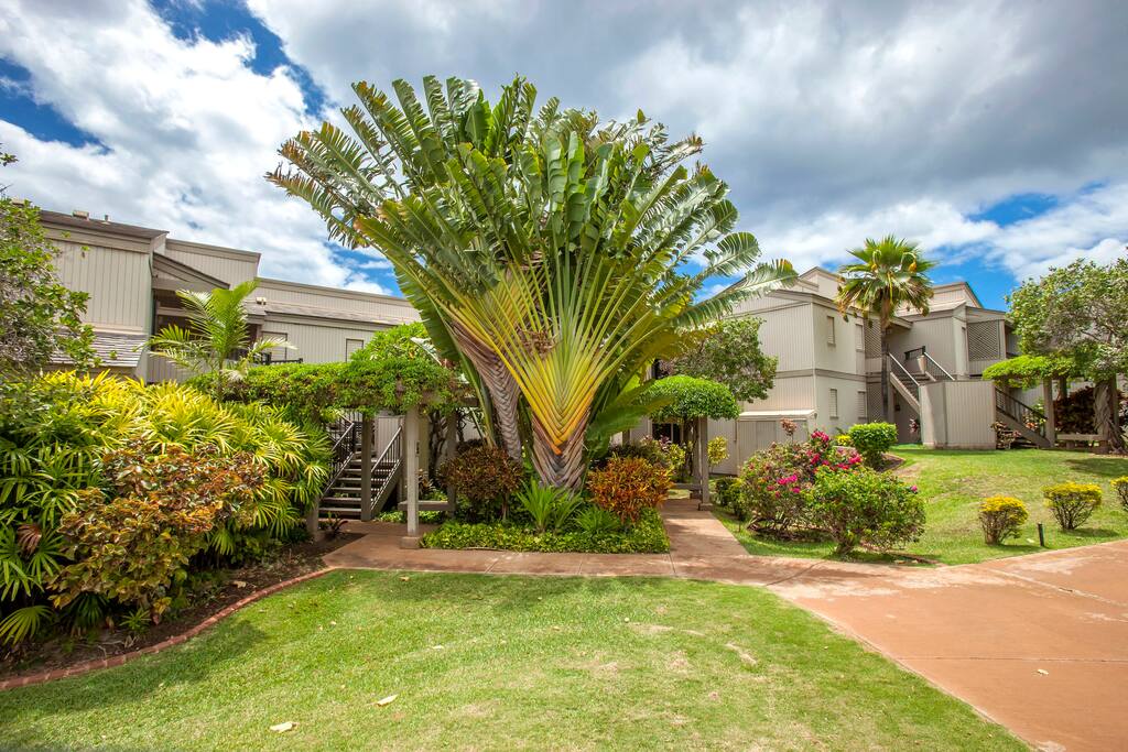 Tropical Trees outside of our Ekolu condo