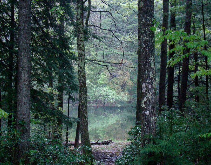 Pond bordering on property.
