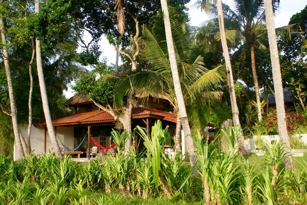 View from the rice fields