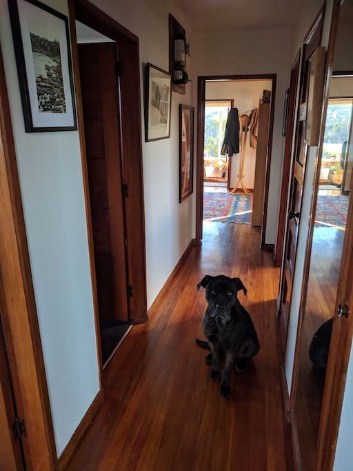 Entrance hall, combined with super friendly dog.