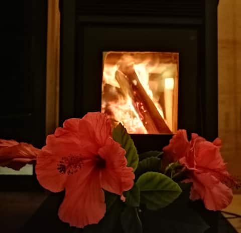 Popular Airbnb listing: Punta Ballena / Renzo's Forest in Lussich in Maldonado