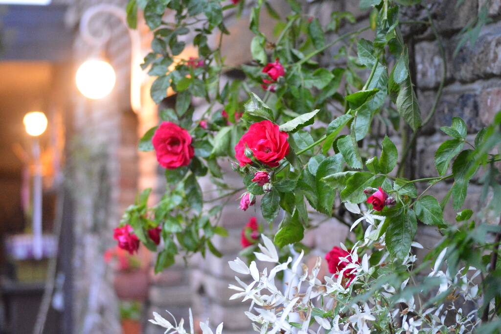 Sommerrosen im Innenhof