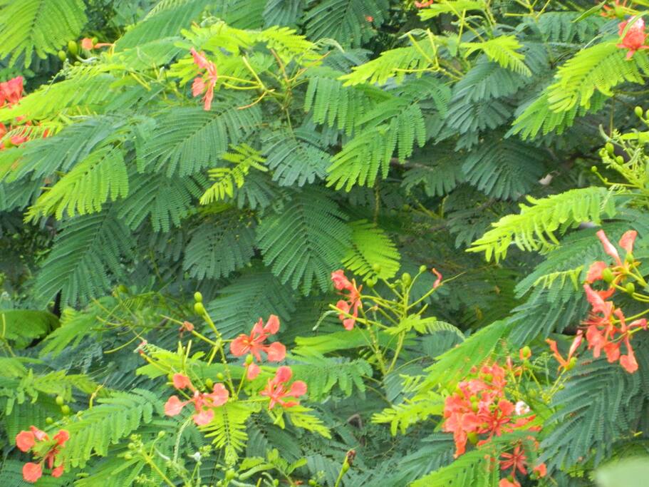 One of the many tree lined up on the side of the road to welcome our guests to our house...