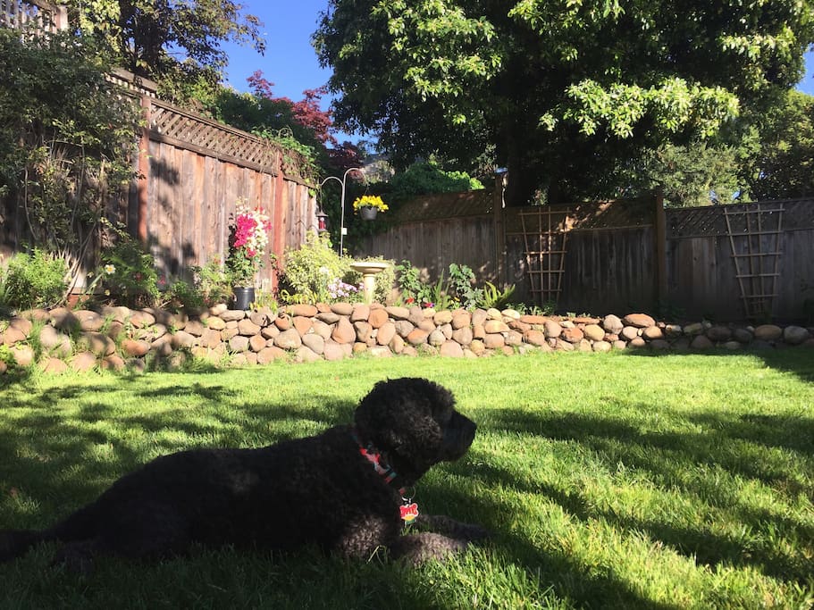 The room opens out onto a quiet secluded patio and garden. Sammy our dog likes to hang out in the shade if you are happy to have some quiet company.