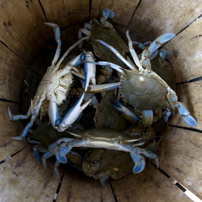 Catch your own crabs! We have crab pots available for guests.