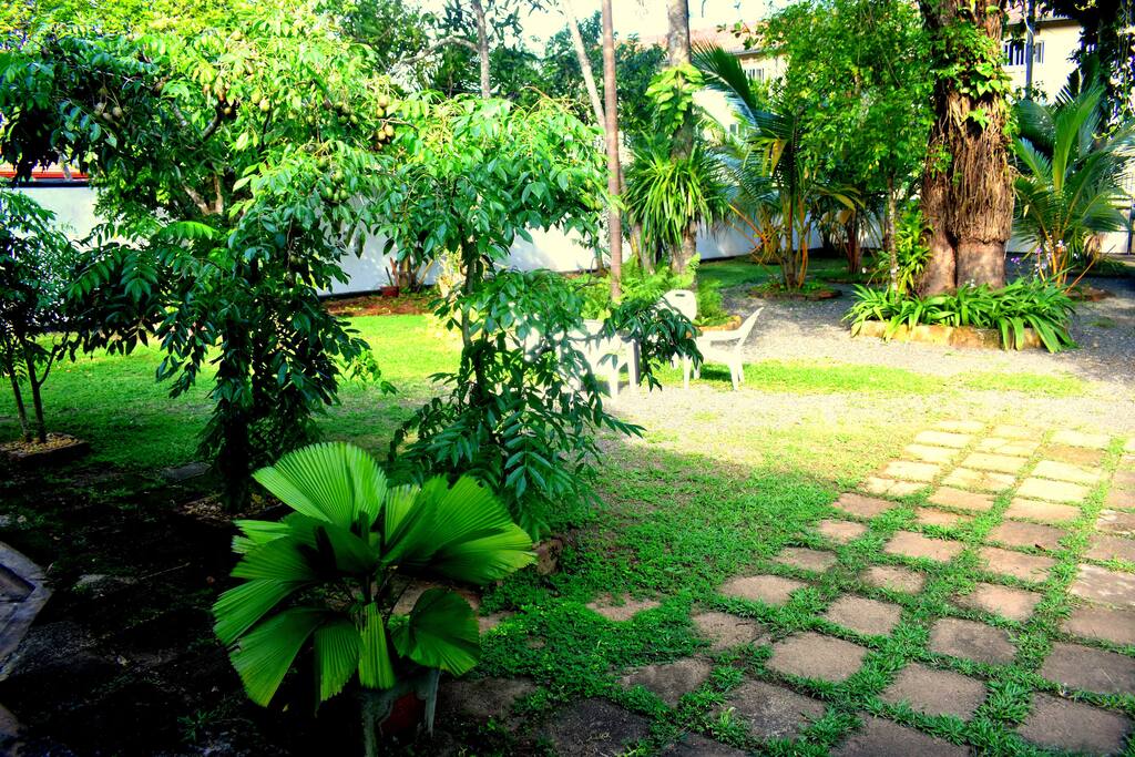 Large trees with garden