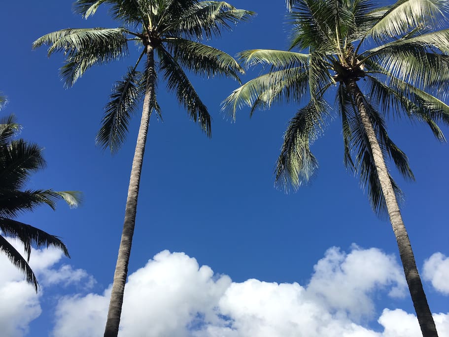 Palm Trees in our garden.