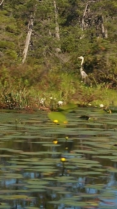 The swamp is across on the other side of the lake. Great place to kayak to and see the heron, count all the turtles sunning themselves and check out the beaver dams!
