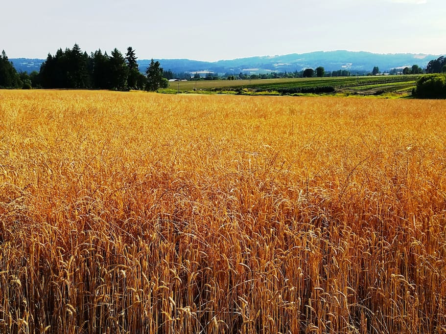 Wheat just before harvest time