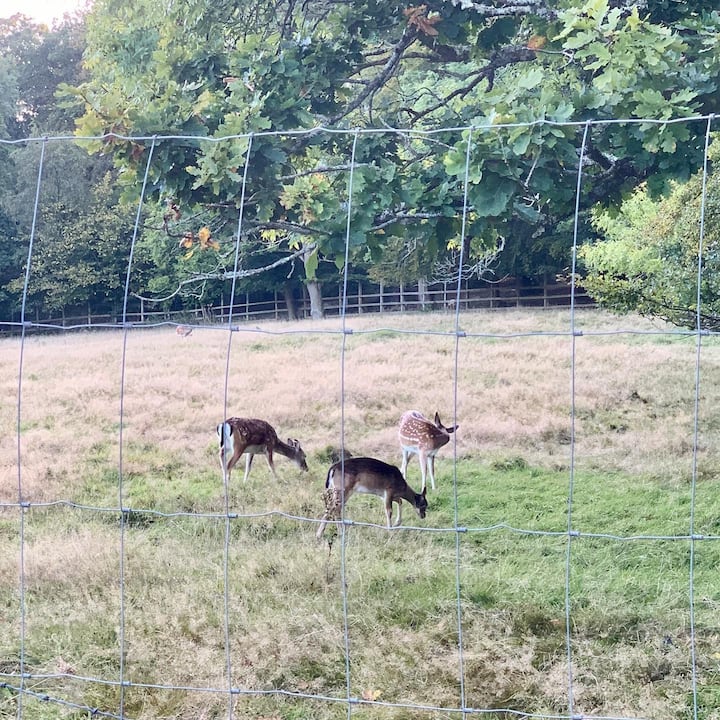 The Deer room; a Cosy Hide, in Burley, New Forest