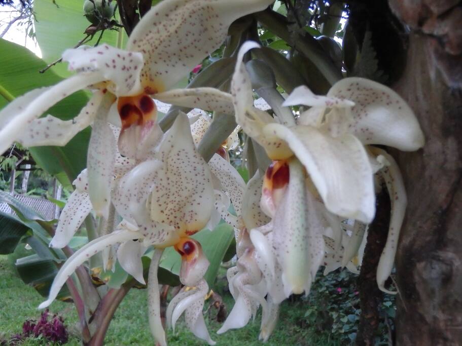 Orchideas