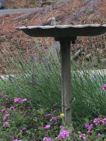 Beautiful peaceful Piedmont home. Walk everywhere! gallery image 4