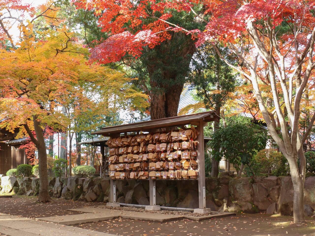 东京红叶季的赏枫秘境 豪德寺秋日物语第二弹 世田谷区旅游攻略 尽在airbnb爱彼迎 东京红叶季的赏枫秘境 豪德寺秋日物语第二弹 世田谷区旅游攻略 尽在airbnb爱彼迎