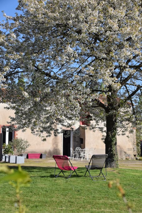 Une sieste sous le cerisier?